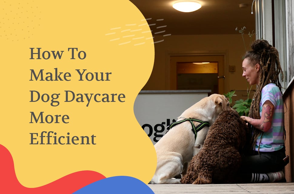 How to Make Your Dog Daycare More Efficient 7 Expert Tips